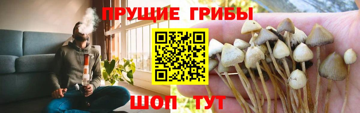 Псилоцибиновые грибы Psilocybine cubensis Соль-Илецк